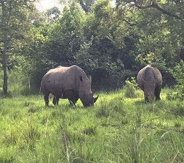 30+ Interesting Facts About Rhinos: Diet, Horns, Behaviour