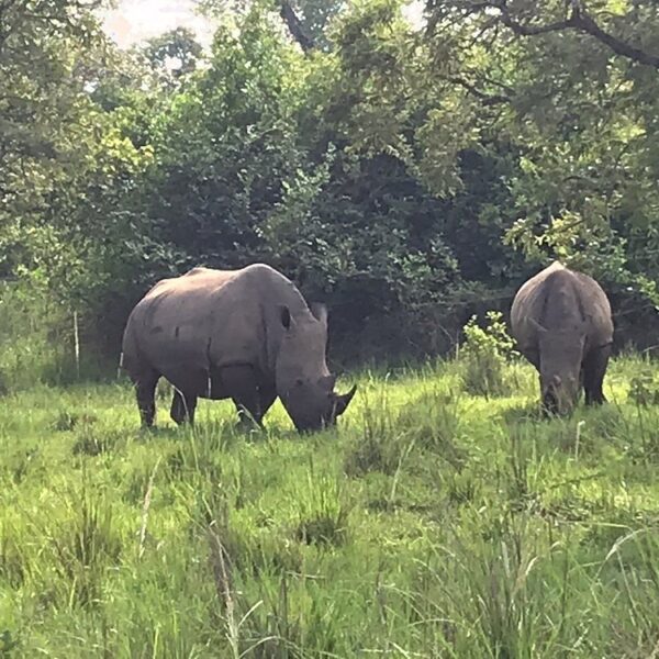 Rhino Tracking in Uganda