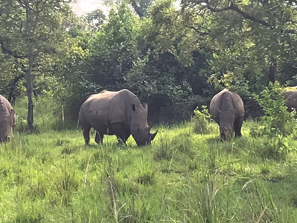 Rhino Tracking in Uganda 30+ Interesting Facts About Rhinos: Diet, Horns, Behaviour