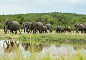 Game Reserves in South Sudan: A Comprehensive Guide Game Reserves in South Sudan: A Comprehensive Guide