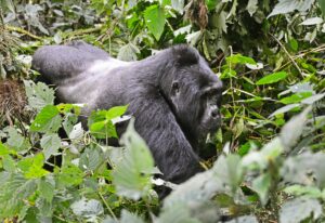 Private Bwindi Gorilla Trekking Tour: The Top Rated Luxury Private Bwindi Gorilla Trekking Tour: The Top Rated Luxury