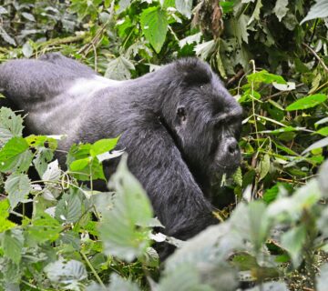 Private Bwindi Gorilla Trekking Tour: The Top Rated Luxury