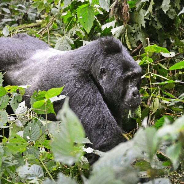 Gorillas vs Chimpanzees: Major Differences for Trekkers