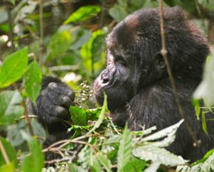 Top Rated Safari Itineraries: The Ultimate Guide to Africa Top Rated Safari Itineraries: The Ultimate Guide to Africa