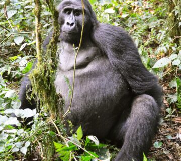 25 Intriguing Facts About Female Gorillas: Strength,
