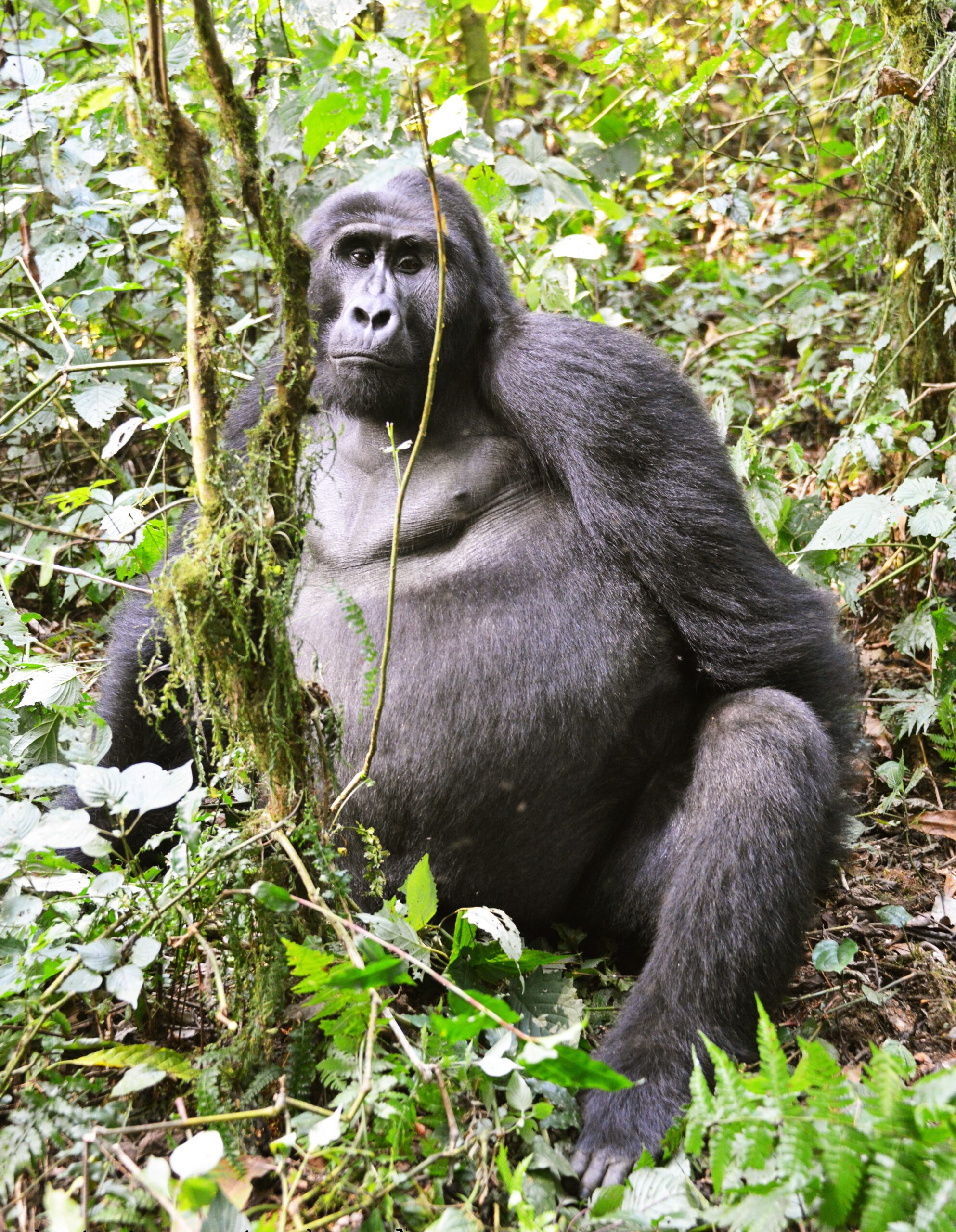 25 Intriguing Facts About Female Gorillas: Strength,