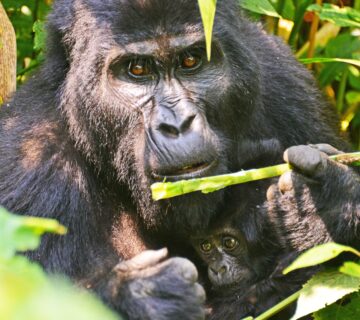 Mountain Gorillas Are Different from Chimpanzees