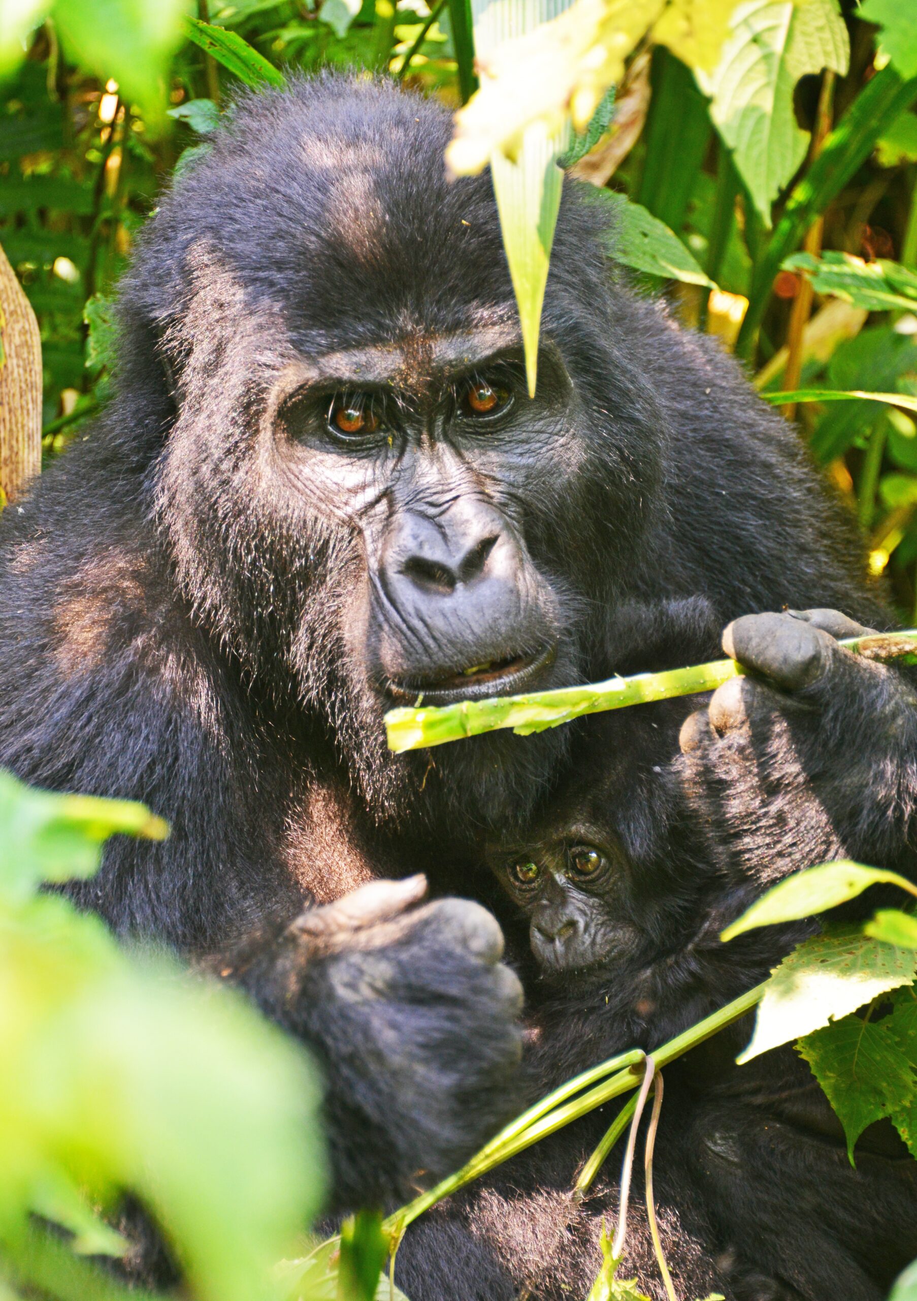 Mountain Gorillas Are Different Mountain Gorillas Are Different from Chimpanzees