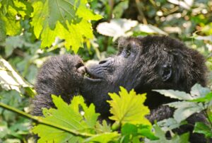 Do Gorillas Eat Meat? A Complete Guide to Gorilla Diet