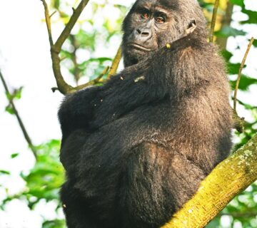 Do Gorillas Climb Trees? Surprising Facts About Gorilla