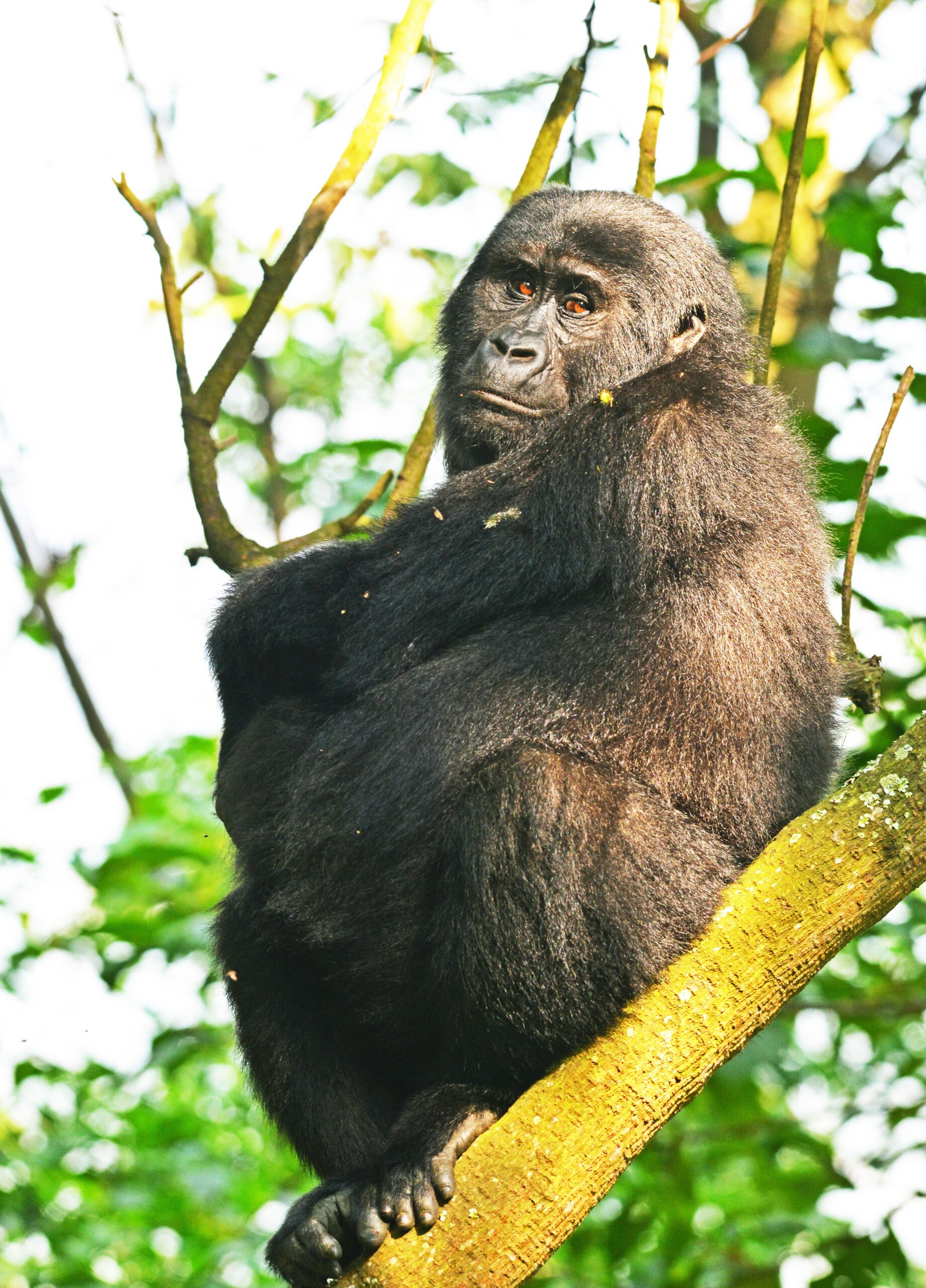Do Gorillas Climb Trees? Surprising Facts About Gorilla Do Gorillas Climb Trees? Surprising Facts About Gorilla