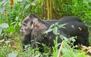 Book Gorilla Trekking Tour: The Ultimate Guide to Luxury Book Gorilla Trekking Tour: The Ultimate Guide to Luxury