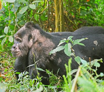 Book Gorilla Trekking Tour: The Ultimate Guide to Luxury