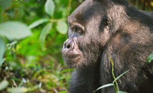 Most Affordable Luxury Safari Destinations: Experience Most Affordable Luxury Safari Destinations: Experience