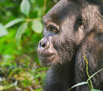Most Affordable Luxury Safari Destinations: Experience