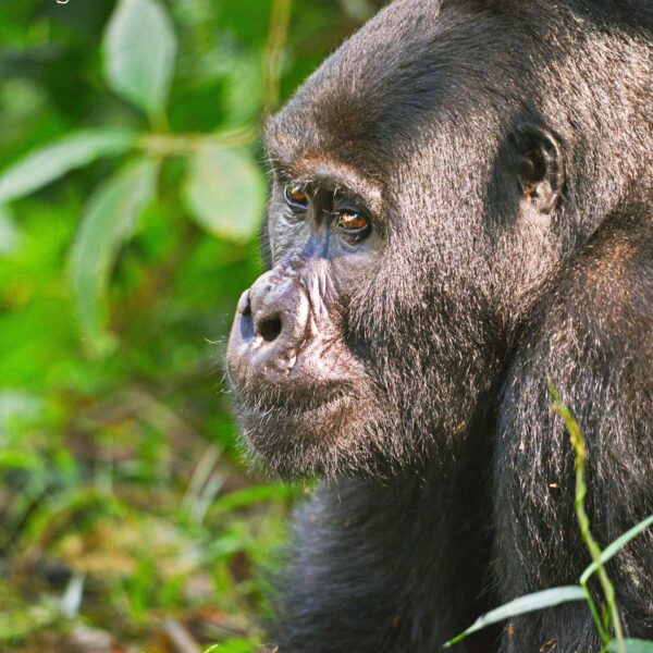 Gorilla Tracking in Mgahinga