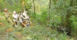 Gorillas vs Chimpanzees: Major Differences for Trekkers