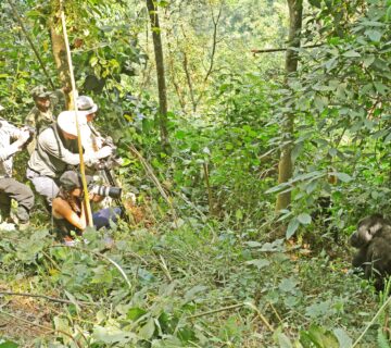 Gorilla Habituation Experience Uganda Booking: The Best