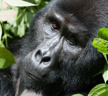 Can Animals Understand Human Language? Science Behind