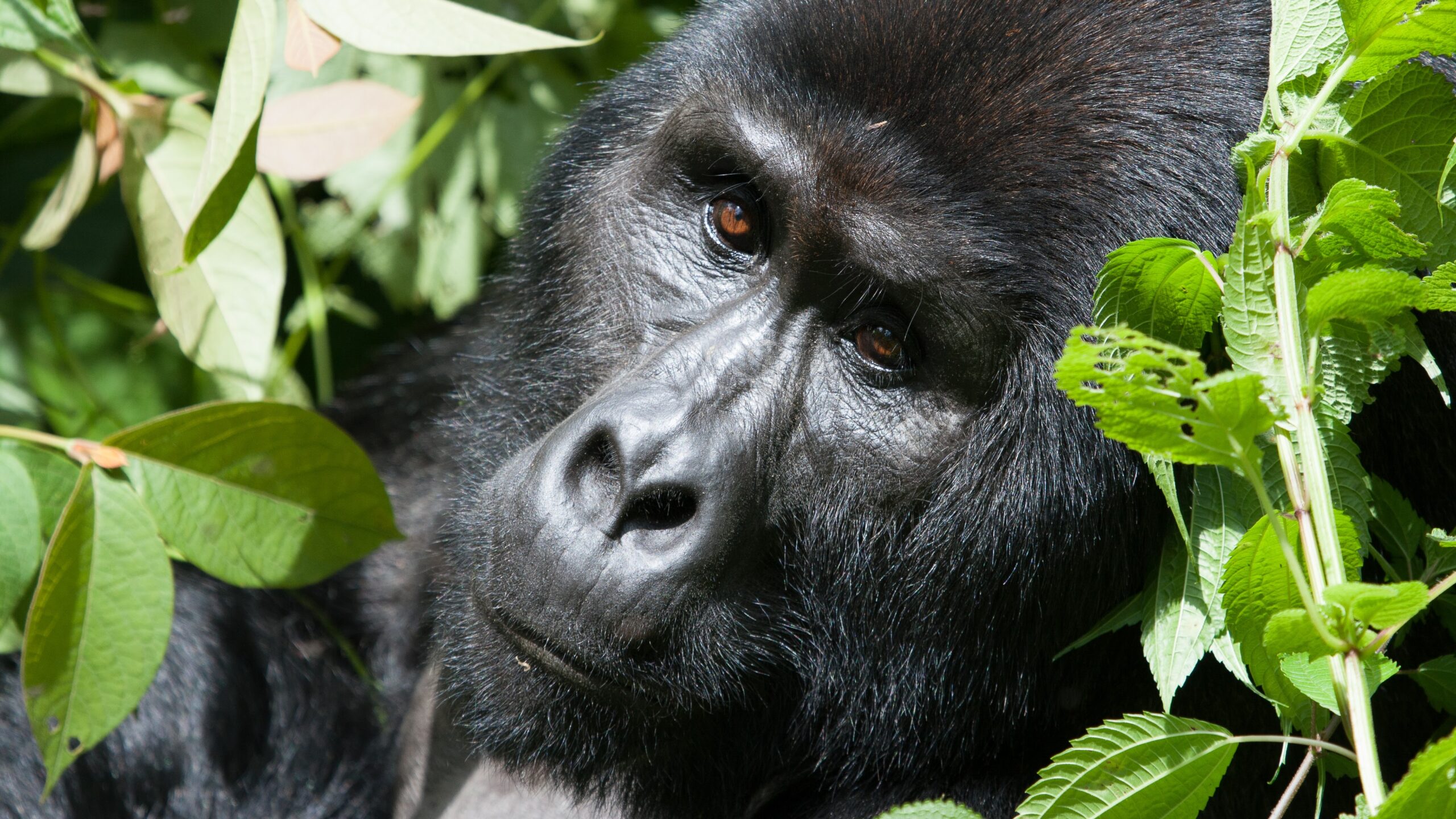 How Many Mountain Gorillas Are Left in the Wild Today? Can Animals Understand Human Language? Science Behind