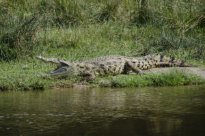 Fishing Safaris at Murchison Falls in Uganda: