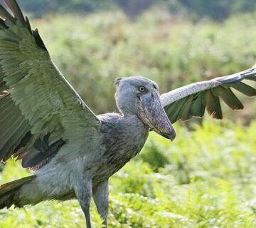 Top 20 Ugliest Animals in the World (Ranked with Photos)