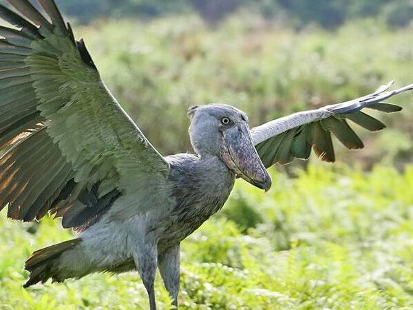 Top 10 Spectacular Safari Birds in Uganda