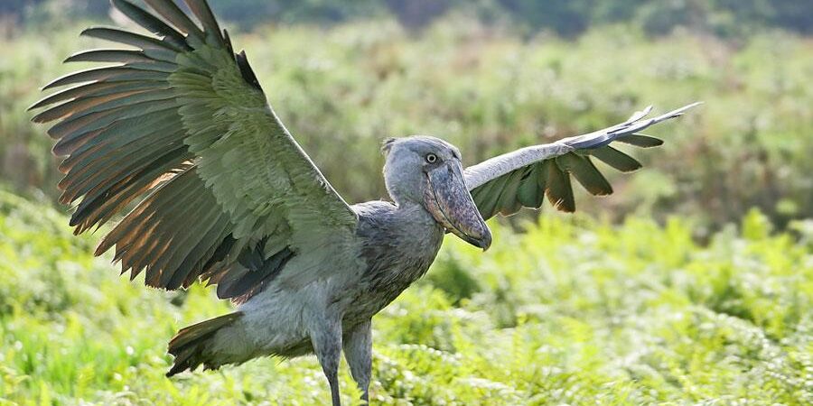 Top 10 Spectacular Safari Birds in Uganda Top 20 Ugliest Animals in the World (Ranked with Photos)
