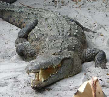 Lake Victoria Shoreline Animals: 15 Species You Need to Know