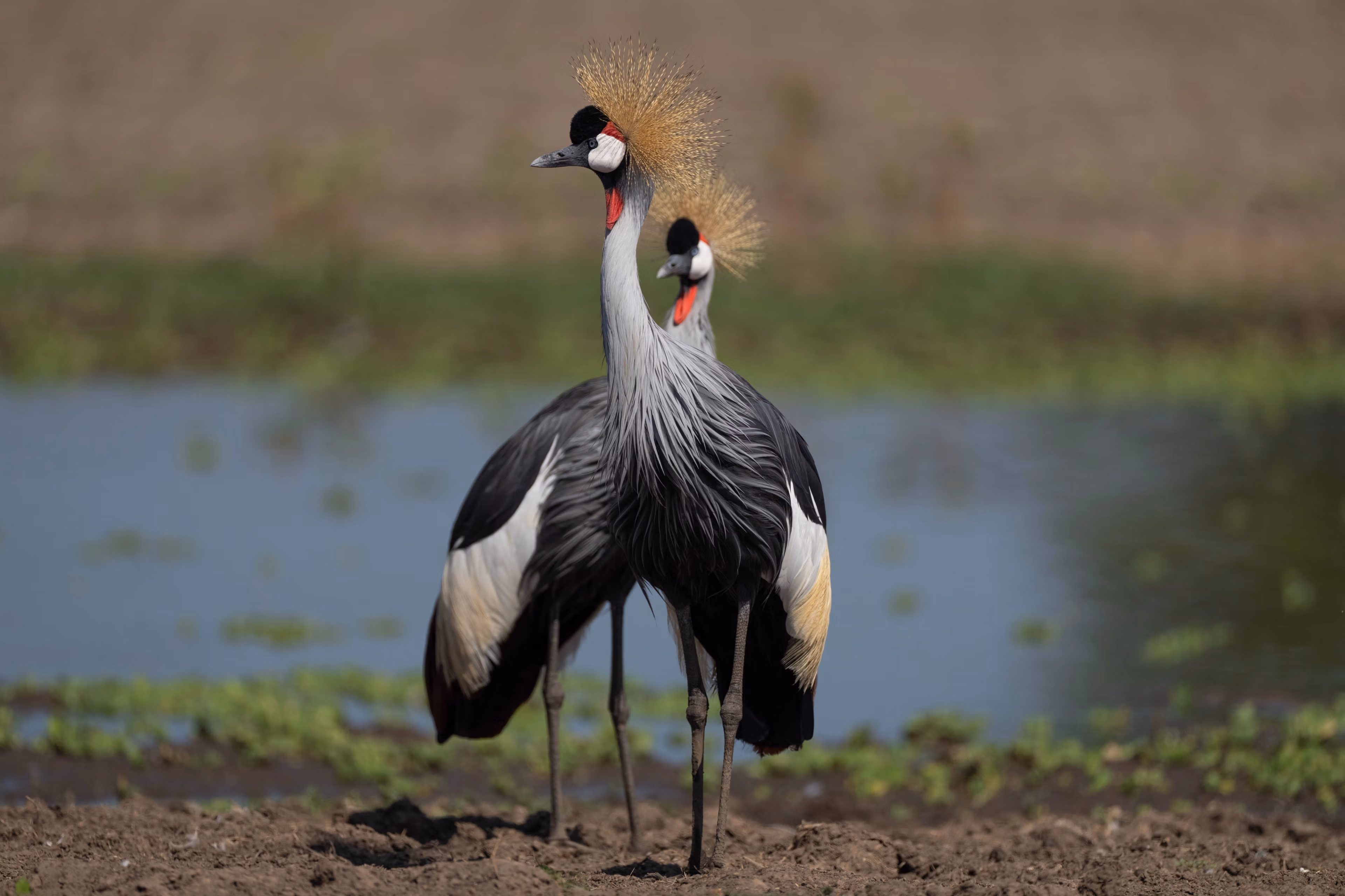 Top 10 Spectacular Safari Birds in Uganda Top 10 Spectacular Safari Birds in Uganda