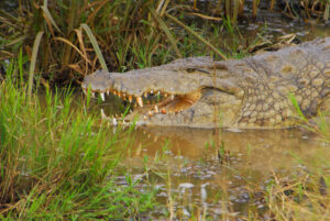 Safari Trip to Kenya to See Crocodiles: The Ultimate Guide