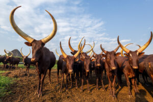 From the USA to the Wild: Discover Unforgettable Uganda