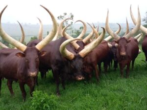 100 Incredible Animal Group Names Everyone Should Know
