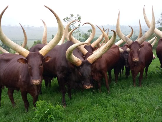 100 Incredible Animal Group Names Everyone Should Know