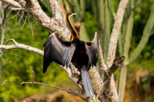 Top 10 Spectacular Safari Birds in Uganda Top 10 Spectacular Safari Birds in Uganda