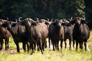 Muhesi Game Reserve Travel Guide: Everything You Need Muhesi Game Reserve Travel Guide: Everything You Need