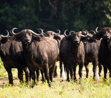 What Is a Group of Buffaloes Called? Meaning, Origins,