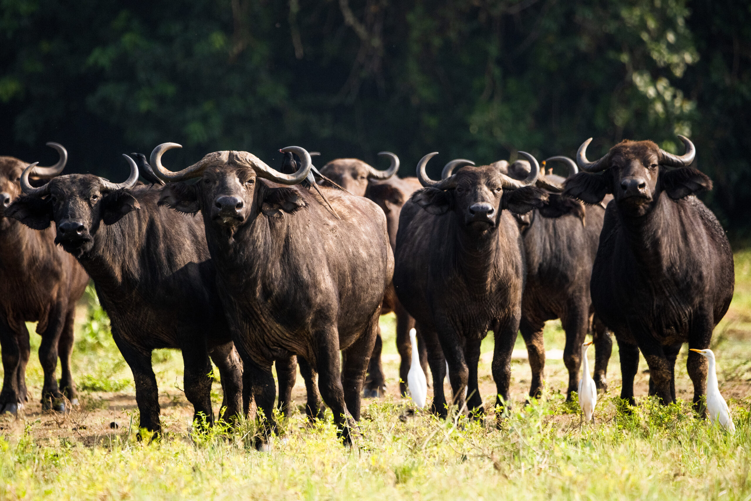Sustainable Tourism What Is a Group of Buffaloes Called? Meaning, Origins,