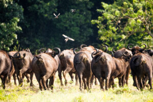 Big Five Safari Special Offers 2026: How to Experience Big Five Safari Special Offers 2026: How to Experience