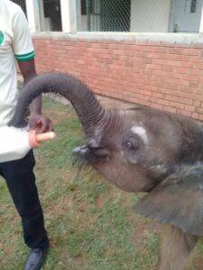 Uganda Wildlife Education Center: A Gateway to Conservation