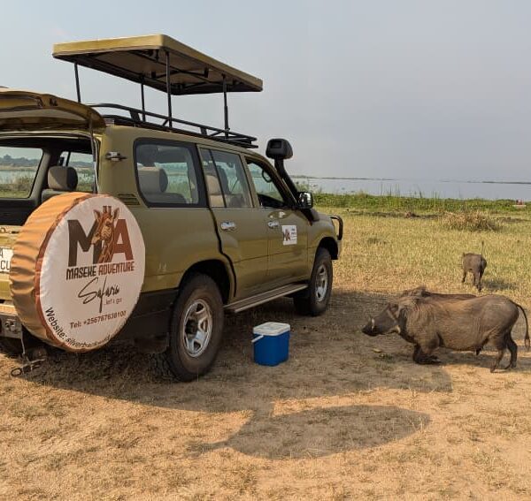 10 Fascinating Facts About African Warthogs