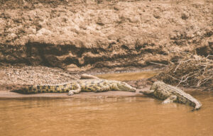 Safari Trip to Kenya to See Crocodiles: The Ultimate Guide