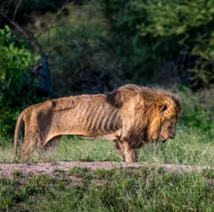 How Long Do Lions Live? Lifespan in the Wild vs Captivity How Long Do Lions Live? Lifespan in the Wild vs Captivity
