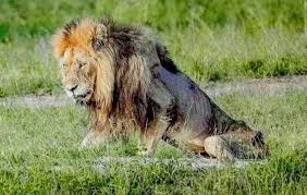 Life of a Lion The Life of a Lion