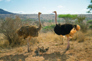Top 10 Savannah Animals in African Grasslands