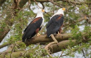 Muhesi Game Reserve Travel Guide: Everything You Need Muhesi Game Reserve Travel Guide: Everything You Need