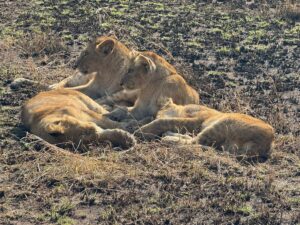 Where Do Lions Live? Habitat, Range, and Distribution