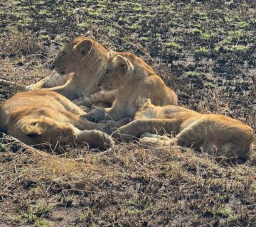 Safari and Beach Package Kenya: The Ultimate Bush and Beach