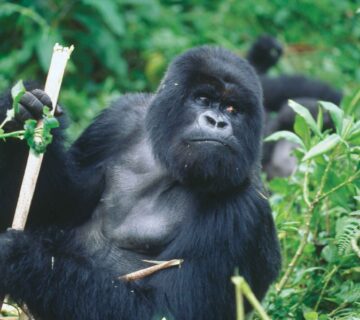 Where Can I See Gorillas and the Big Five in One Trip?