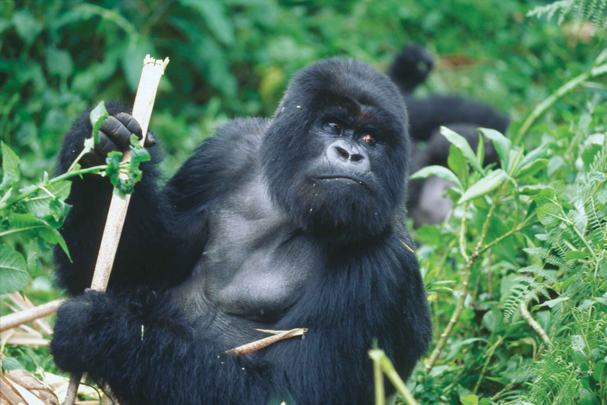 Can Gorillas Swim? Fascinating Facts About Gorillas Where Can I See Gorillas and the Big Five in One Trip?